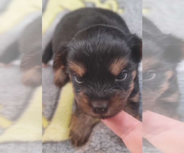 Medium Photo #89 Yorkshire Terrier Puppy For Sale in AKRON, OH, USA