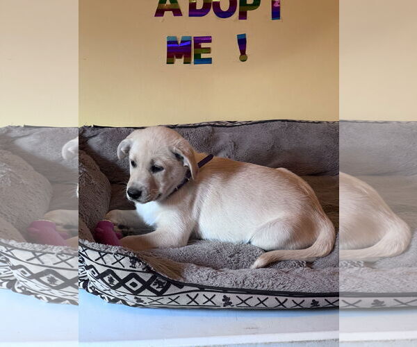 Medium Photo #4 Labrador Retriever-Unknown Mix Puppy For Sale in Crossville, AL, USA