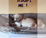 Small #3 Labrador Retriever Mix