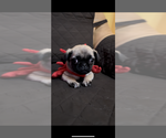 Small Photo #6 Pug Puppy For Sale in HOUSTON, TX, USA