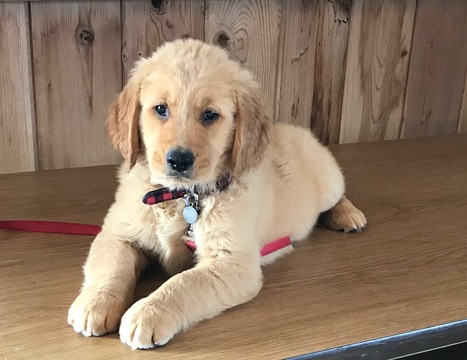 Medium Photo #1 Golden Retriever Puppy For Sale in APPLE CREEK, OH, USA