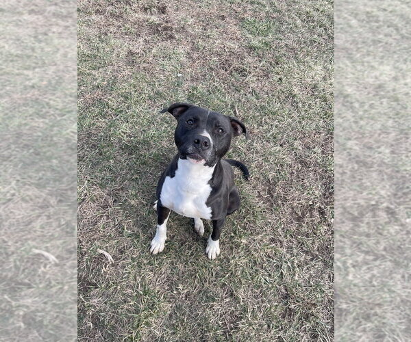 Medium Photo #9 Bullboxer Pit Puppy For Sale in Bolivar, MO, USA