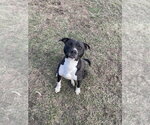 Small #8 Bullboxer Pit