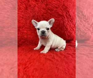 French Bulldog Puppy for sale in SAN DIEGO, CA, USA