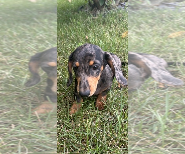 Medium Photo #6 Dachshund Puppy For Sale in GREENFIELD, IN, USA