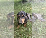 Small #5 Dachshund