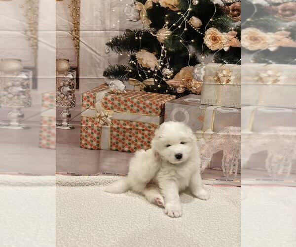 Medium Photo #9 Samoyed Puppy For Sale in DALY CITY, CA, USA
