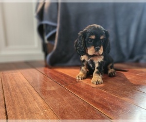 Cavalier King Charles Spaniel Puppy for Sale in SPARTA, Wisconsin USA