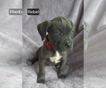 Small Photo #3 Cane Corso Puppy For Sale in MINERAL WELLS, WV, USA