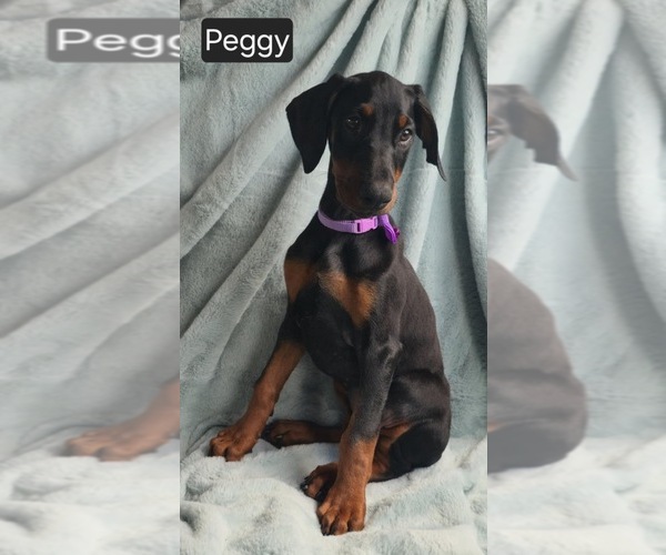 Medium Photo #6 Doberman Pinscher Puppy For Sale in POMEROY, OH, USA
