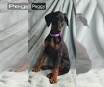 Small #5 Doberman Pinscher