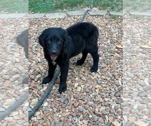 Australian Shepherd-Retriever  Mix Dogs for adoption in Sheboygan, WI, USA