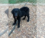 Small Australian Shepherd-Retriever  Mix