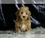 Small #5 Goldendoodle (Miniature)