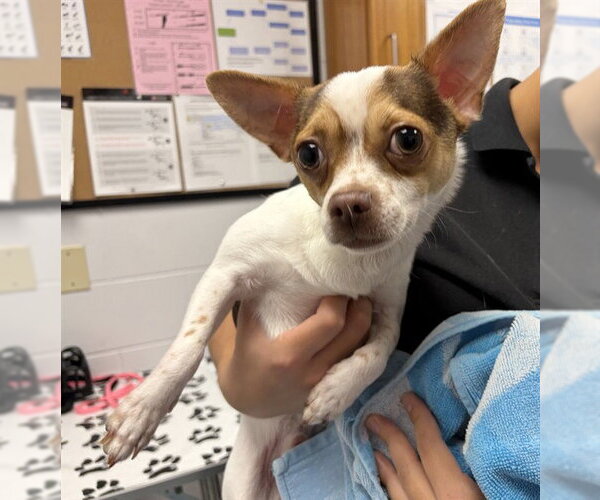 Medium Photo #1 Chihuahua Puppy For Sale in St. Cloud, FL, USA