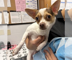 Chihuahua Dogs for adoption in St. Cloud, FL, USA