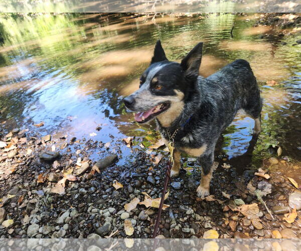 Medium Photo #3 Mutt Puppy For Sale in Paso Robles, CA, USA