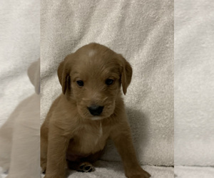 Australian Labradoodle Puppy for sale in QUEEN CREEK, AZ, USA