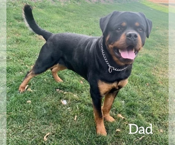 Medium Photo #1 Rottweiler Puppy For Sale in SUGARCREEK, OH, USA