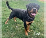 Small Photo #1 Rottweiler Puppy For Sale in SUGARCREEK, OH, USA