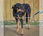 Small #2 Collie-Doberman Pinscher Mix