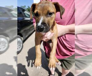 Boxer-Unknown Mix Dogs for adoption in San Antonio, TX, USA