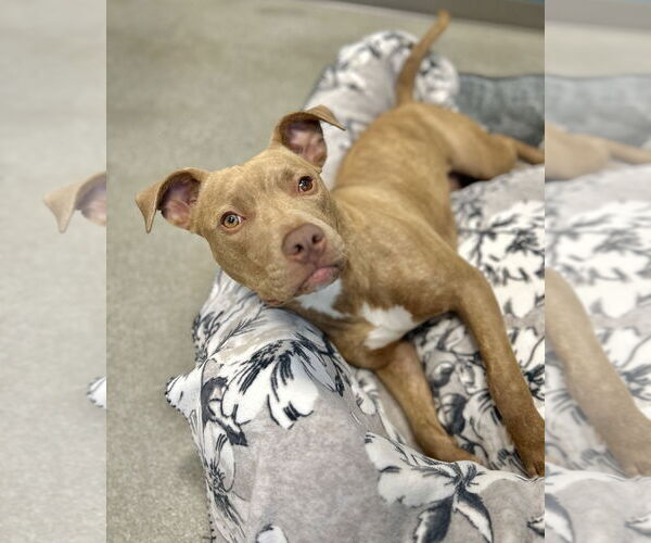 Medium Photo #2 American Pit Bull Terrier Puppy For Sale in Salinas, CA, USA