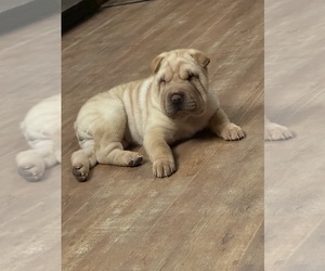 Chinese Shar-Pei Puppy for sale in MORAVIA, IA, USA