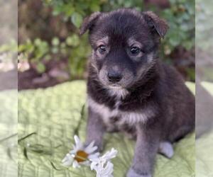 Labrador Retriever-Unknown Mix Dogs for adoption in San Diego, CA, USA