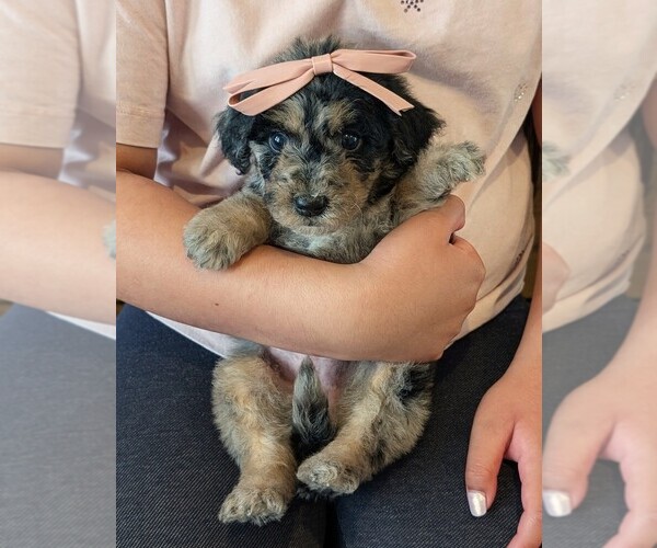 Medium Photo #4 Bernedoodle-Golden Mountain Dog Mix Puppy For Sale in DAVIS, CA, USA