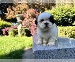 Small Photo #26 Shih Tzu Puppy For Sale in HAYWARD, CA, USA