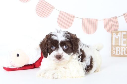 Medium Photo #1 Cavapoo Puppy For Sale in NAPLES, FL, USA