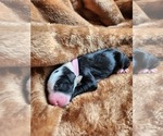 Small Photo #116 Sheepadoodle Puppy For Sale in LEHI, UT, USA