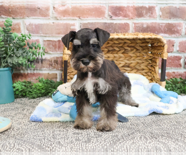 Medium Photo #7 Schnauzer (Miniature) Puppy For Sale in SYRACUSE, IN, USA