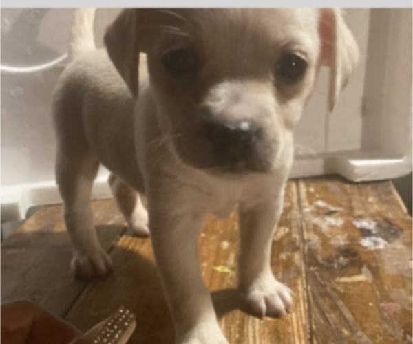 Medium Photo #1 Chiranian Puppy For Sale in LOUISVILLE, KY, USA