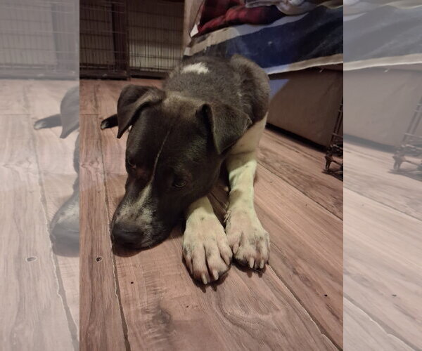 Medium Photo #2 Mutt Puppy For Sale in Pacific grove , CA, USA