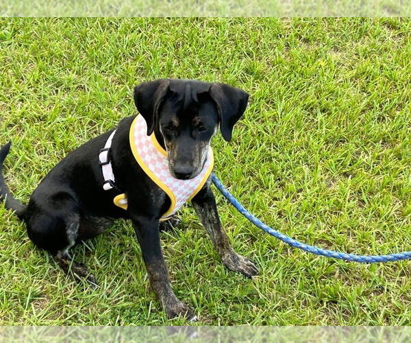 Medium Photo #3 Mutt Puppy For Sale in Alexander, AR, USA
