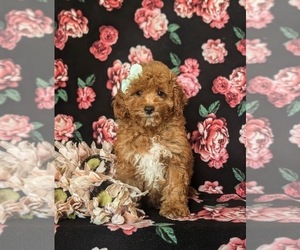 Goldendoodle (Miniature) Puppy for sale in COCHRANVILLE, PA, USA