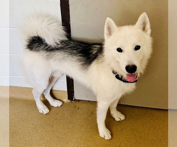 Medium Photo #1 Samoyed-Siberian Husky Mix Puppy For Sale in Derwood, MD, USA