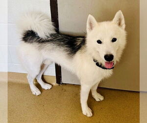 Samoyed-Siberian Husky Mix Dogs for adoption in Derwood, MD, USA