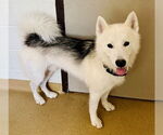 Small Samoyed-Siberian Husky Mix