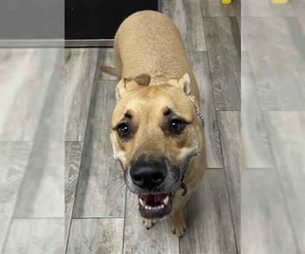 Medium Photo #1 German Shepherd Dog-Unknown Mix Puppy For Sale in Redlands, CA, USA