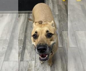 German Shepherd Dog-Unknown Mix Dogs for adoption in Redlands, CA, USA
