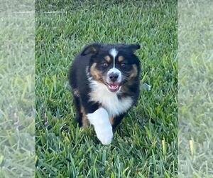 Miniature Australian Shepherd Puppy for sale in CLERMONT, FL, USA