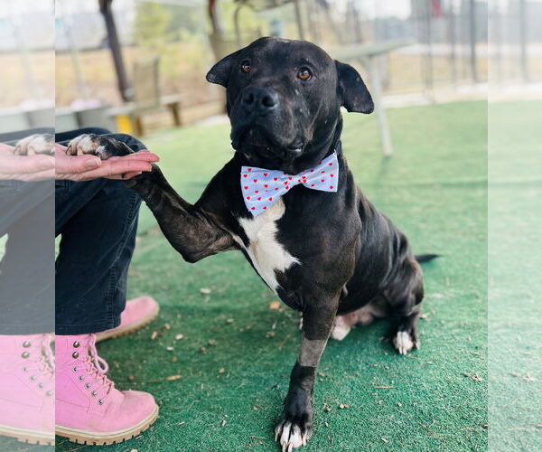 Medium Photo #3 Mutt Puppy For Sale in Clarkesville, GA, USA