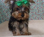 Puppy Cookie Yorkshire Terrier