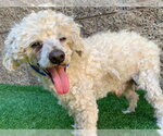 Small Poodle (Miniature) Mix