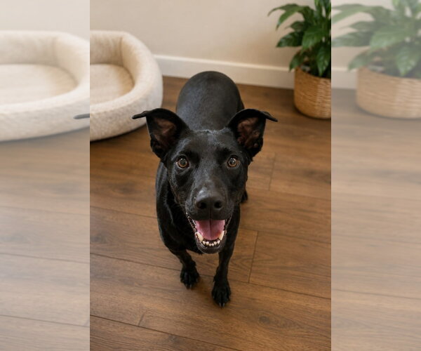 Medium Photo #2 Mutt Puppy For Sale in Escondido, CA, USA