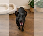 Small #1 Mutt