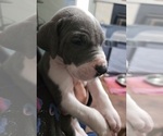 Small Photo #1 Great Dane Puppy For Sale in OGDEN, UT, USA